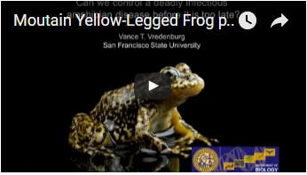 yellow frog with black mottling - link opens video in new window