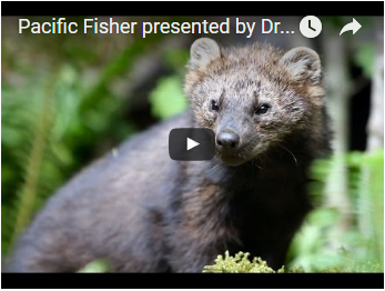 Pacific fisher - link opens video in new window
