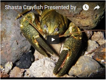 gold and black crayfish - link opens video in new window