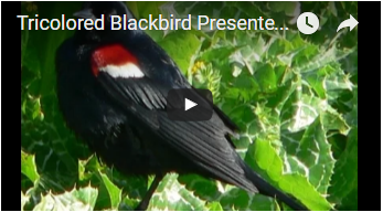 black bird with red and white shoulders - link opens video in new window