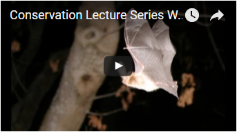 flying bat - link opens video in new window