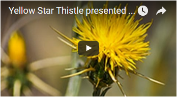 yellow flower with long, thin thorns - link opens video in new window