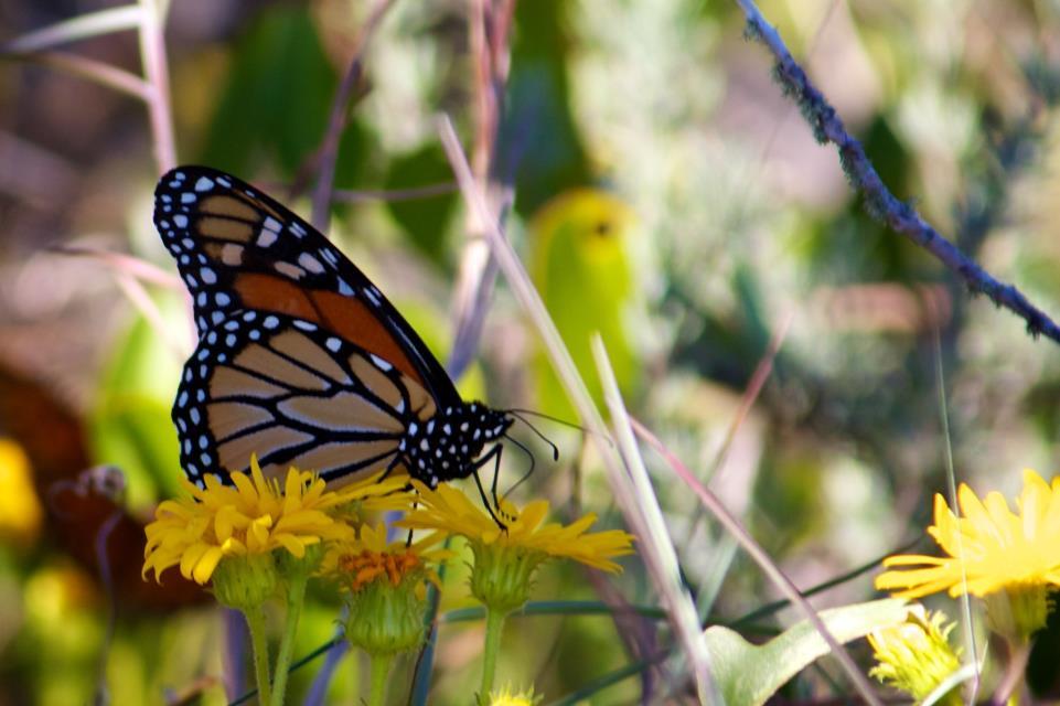 Monarch butterfly - link opens video in new window