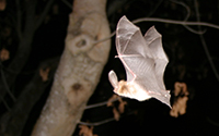 Townsend's Big Eared Bat by Dr. Dave Johnston Townsend's Big Eared Bat by Dr. Dave Johnston
