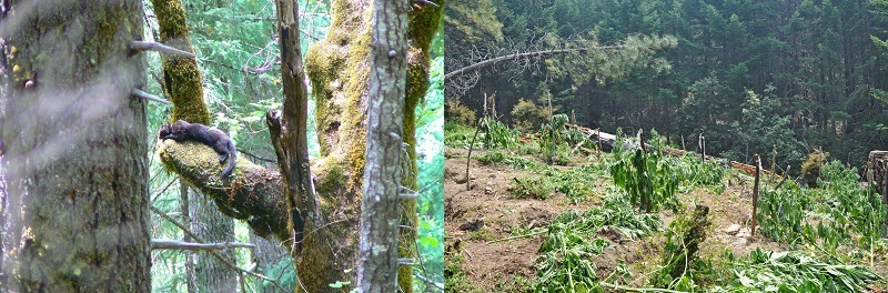 Cannabis cultivation and fisher on a branch
