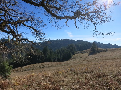 Oak limb and conifers