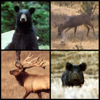 wild game (bear, deer, elk, wild pig)