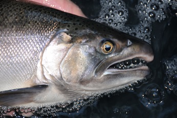 adult Coho Salmon face showing white gums that help identify the species