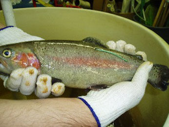 fish with thin plastic tag attached near dorsal fin