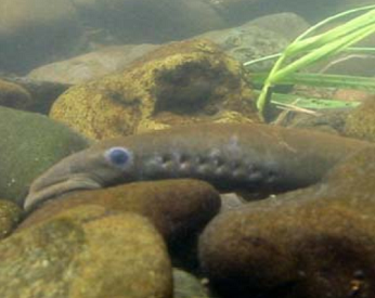 Adult Pacific Lamprey clinging to a rock.