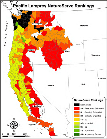 map showing Pacific Lamprey NatureServe rankings - click to enlarge in new window