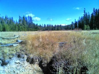 Figure 3. Austin Meadow Creek on October 20, 2015. Photo: John Hanson, CDFW.