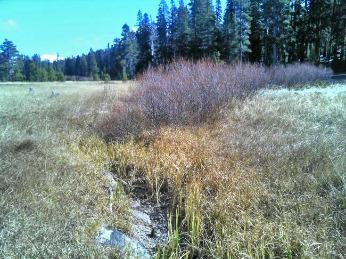 Figure 4. Austin Meadow Creek on October 20, 2015. Photo: John Hanson, CDFW. Figure 4. Austin Meadow Creek on October 20, 2015. Photo: John Hanson, CDFW.