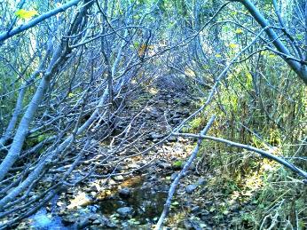 Figure 5. Austin Meadow Creek on October 20, 2015. Photo: John Hanson, CDFW. Figure 5. Austin Meadow Creek on October 20, 2015. Photo: John Hanson, CDFW.