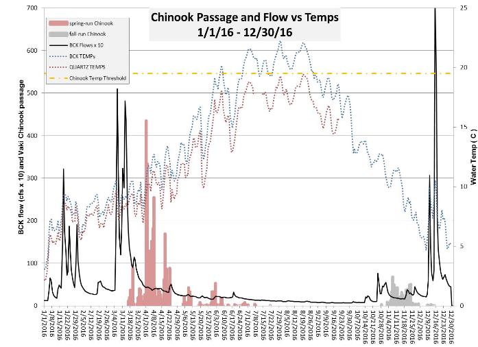 Figure 4. Adult Chinook upstream migration through Vaki Riverwatcher. *preliminary data subject to revision Figure 4. Graph showing that fish moved upstream when water temperatures were lower and flow was high. As flow decreases and water temps increase, fish movement slowed down. Click to enlarge in new window.
