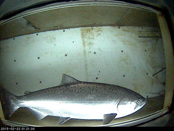 Figure 3. Adult spring-run Chinook Salmon through Vaki Riverwatcher Adult spring-run Chinook image taken through the Vaki Riverwatcher