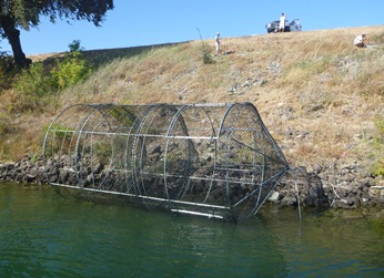 Large-wire fyke trap used for mark-recapture projectre steelhead