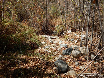 Coldwater Canyon Creek