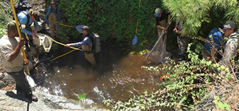 CDFW CDFW and District staff rescue native rainbow trou