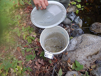 Rescued rainbow trout