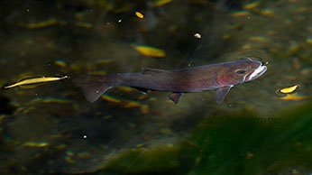 Photograph of a Paiute Cutthroat Trout