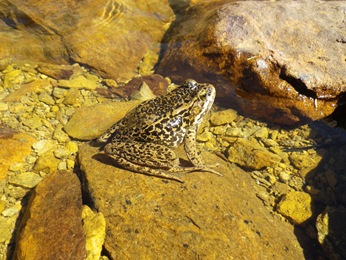 Cascades Frog Cascades Frog