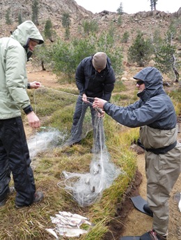 Gill nets used to catch non-natives