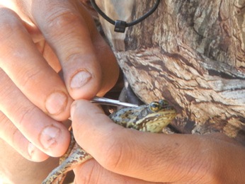 PIT tagging Cascades Frog PIT tagging Cascades Frog