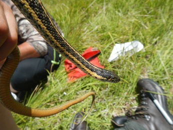 Aquatic Gartersnake monitoring Aquatic Gartersnake monitoring