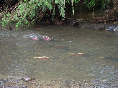 group of adult Coho Salmon spawning on Freshwater Creek