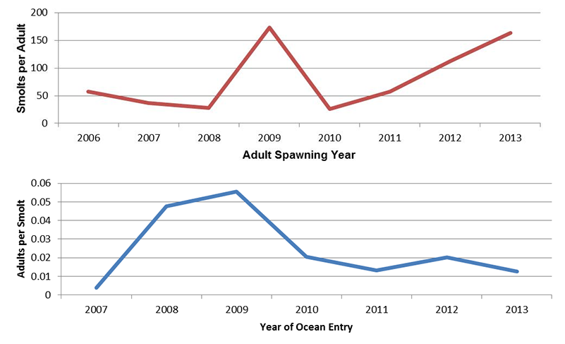 Graphs of Coho Salmon relative productivity of freshwater stream dwelling the freshwater stream dwelling and ocean maturing phases of the Freshwater Creek population. The population has shown increasing productivity in the stream dwelling phase in recent years, but stable or declining productivity in the ocean maturing phase. This suggests that ocean conditions may be contributing to population impacts more than freshwater conditions.