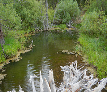 freeflowing stream with grassy banks