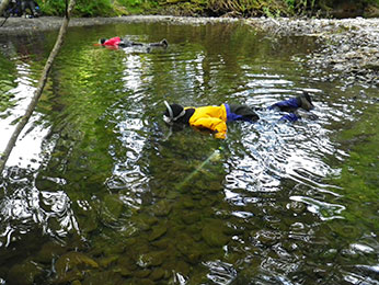 Figure 4. California Department of Fish and Wildlife divers detecting and counting coho salmon and steelhead trout. Photographer: Seth Ricker, CDFW, June 15, 2015, Freshwater Creek, Humboldt County