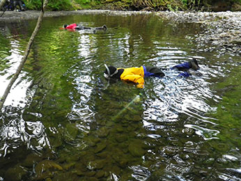 Figure 4. California Department of Fish and Wildlife divers detecting and counting coho salmon and steelhead trout. Photographer: Seth Ricker, CDFW, June 15, 2015, Freshwater Creek, Humboldt County Figure 4. California Department of Fish and Wildlife divers detecting and counting coho salmon and steelhead trout. Photographer: Seth Ricker, CDFW, June 15, 2015, Freshwater Creek, Humboldt County