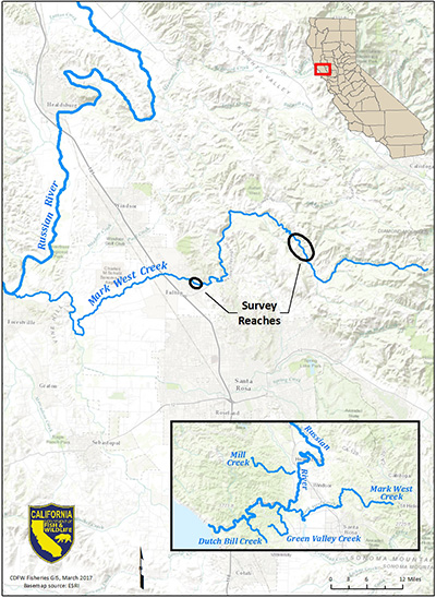 Map of two survey reaches on Mark West Creek, a tributary of the Russian River, where CDFW staff monitored stream flow, water temperature, water depth, and dissolved oxygen during the summer of 2016 - link opens PDF in new tab