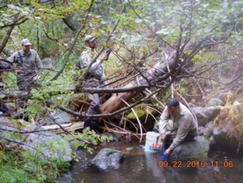 CDFW biologist release McCloud Redband Trout to native trout streams