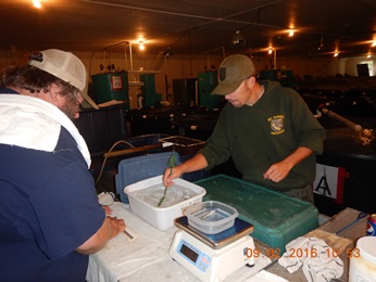 McCloud Redband Trout were measured for lenght and weight and tagged with passive integrated transponders (PIT tags)