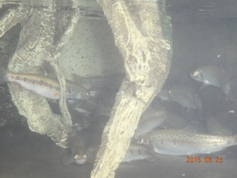 McCloud River Redband Trough in tank enhanced with wood