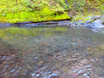 Mill Creek spring-run Chinook salmon redd
