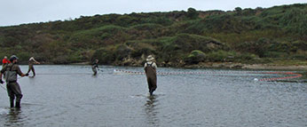 Figure 5.  CDFW staff and partners use beach seine technique (Photos A and B) to capture steelhead at Pescadero Creek lagoon on July 15, 2015.  (Photo: CDFW)