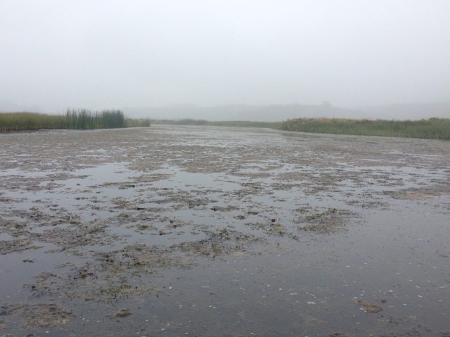 Figure 6.  Algae bloom in Pescadero Creek lagoon in the summer of 2014.  (Photo: CDFW)