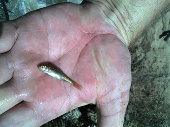 Red Hills roach.  Photo: CDFW