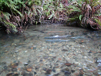 Adult male and femal Chinook Salmon on spawning on nest