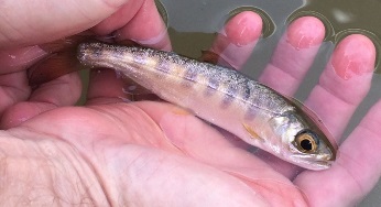 Juvenile Coho Salmon collected from Redwood Creek