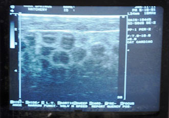 Figure 2: Example of female coho salmon ultrasound showing hydrated eggs. Figure 2: Example of female coho salmon ultrasound showing hydrated eggs.