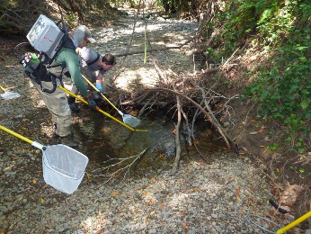 Drying pool in Felta Creek, tributary to Russian River