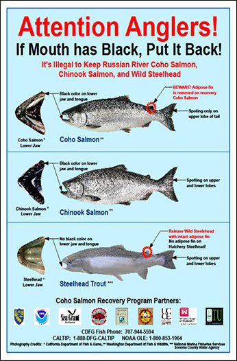 Salmonid species