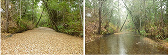 Mill Creek, Sonoma County September 30 (left) and December 3, 2015 (right) - Click to enlarge image in a new window Mill Creek, Sonoma County September 30 (left) and December 3, 2015 (right)