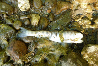 Desiccated juvenile coho salmon