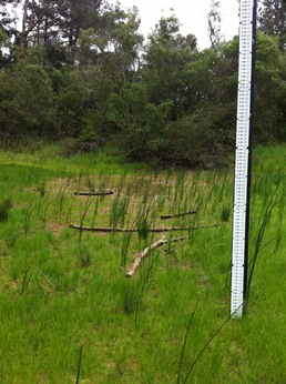 Photo: Buena Vista pond nearly dry, 2015